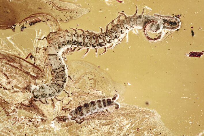 Detailed Fossil Earth Centipede (Geophilidae) In Baltic Amber - Rare! #357918